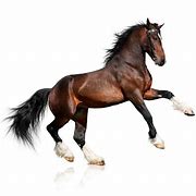 horse, a horse, my kingdom for a horse